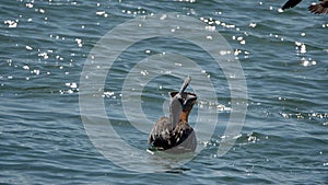 Brown pelican eating a fish