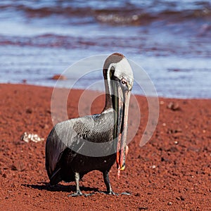 A brown pelican eating red fish