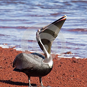 A brown pelican eating red fish