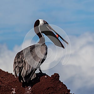 A brown pelican eating red fish