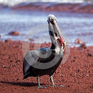 A brown pelican eating red fish