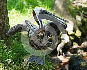 Brown Pelican bird stock Photos. Brown Pelican bird close-up profile view with its wings spread.