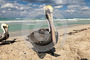 Brown pelican family on the beach, ocean waves and clouds in background