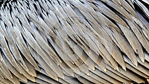 Brown pelican feathers texture