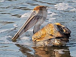 Brown Pelican Feeding in the Bay