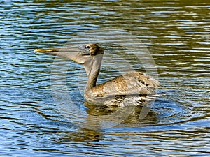 Brown Pelican with a Fish in his Pouch