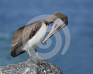 Brown Pelican with Fish Line Around its Neck - Florida