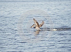 Brown pelican fishing in a lake