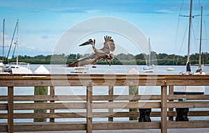Brown Pelican on fishing pier in Bradenton Florida.