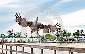 Brown Pelican on fishing pier in Bradenton Florida.