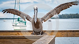 Brown Pelican on fishing pier in Bradenton Florida.