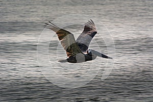 Brown Pelican flies over Atlantic Ocean, Miami Beach, Florida. Wide wing span