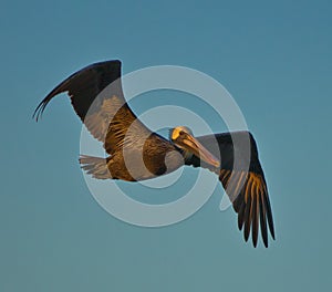 Brown Pelican in Flight