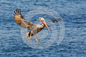 Brown pelican in flight