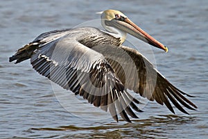 Brown Pelican In Flight