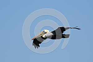 Brown Pelican In Flight 4