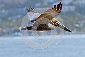 Brown Pelican in Flight