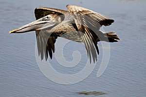 Brown Pelican in flight