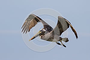 Brown Pelican in flight above of the Gulf of Mexico