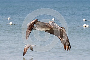Brown Pelican in flight above of the Gulf of Mexico