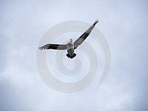 Brown Pelican in Flight Against Overcast Sky