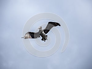 Brown Pelican in Flight Against Overcast Sky