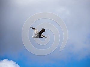 Brown Pelican in Flight Against Overcast Sky