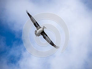 Brown Pelican in Flight Against Overcast Sky