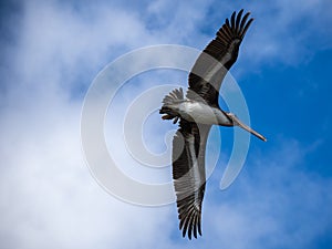 Brown Pelican in Flight Against Overcast Sky