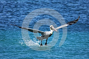 Brown pelican in flight, Carriacou Island, Grenada