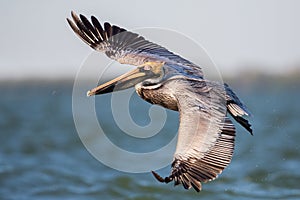 Brown pelican in flight, Estero Lagoon,