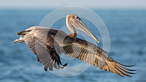 Brown pelican in flight, Estero Lagoon,