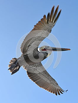 Brown pelican in flight. photo