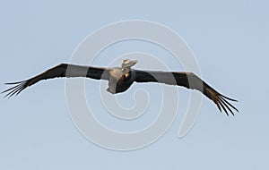 Brown Pelican in flight, Hilton Head Island beach, South Carolina