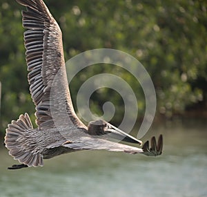 Brown Pelican in flight