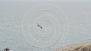 Brown pelican in flight over the Paracas national reserve