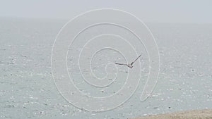 Brown pelican in flight over the Paracas national reserve