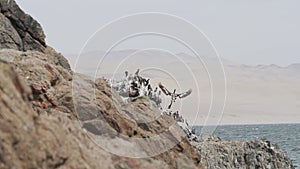 Brown pelican in flight over the Paracas national reserve