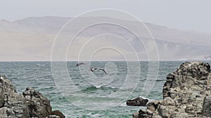 Brown pelican in flight over the Paracas national reserve