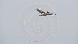 Brown pelican in flight over the Paracas national reserve