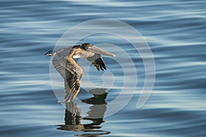 Brown Pelican in flight over water 2