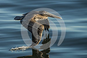 Brown Pelican in flight over water 3