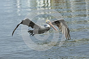 A brown pelican in flight at see in Cape Coral. photo
