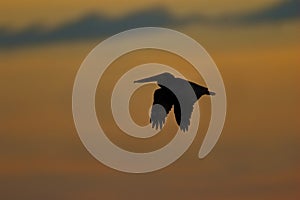 Brown Pelican in flight silhouetted against a Florida sunset