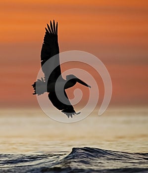Brown Pelican in flight at sunrise - Jekyll Island, Georgia