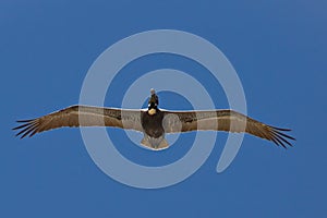 A brown pelican in flight with wings spread
