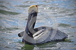 Brown Pelican floating in water