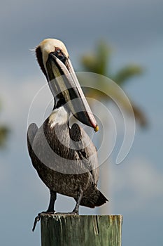 Brown Pelican in Florida photo