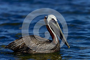 Brown pelican, florida keys