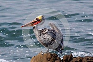 Brown Pelican fluffing feathers while perched on rock in Abalone Cove in Cambria California USA